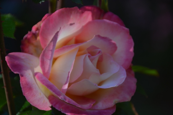 closeup of rose 